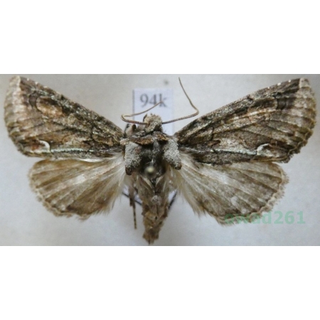 Allophyes corsica (Spuler, 1905) Italy, Sardynia94k